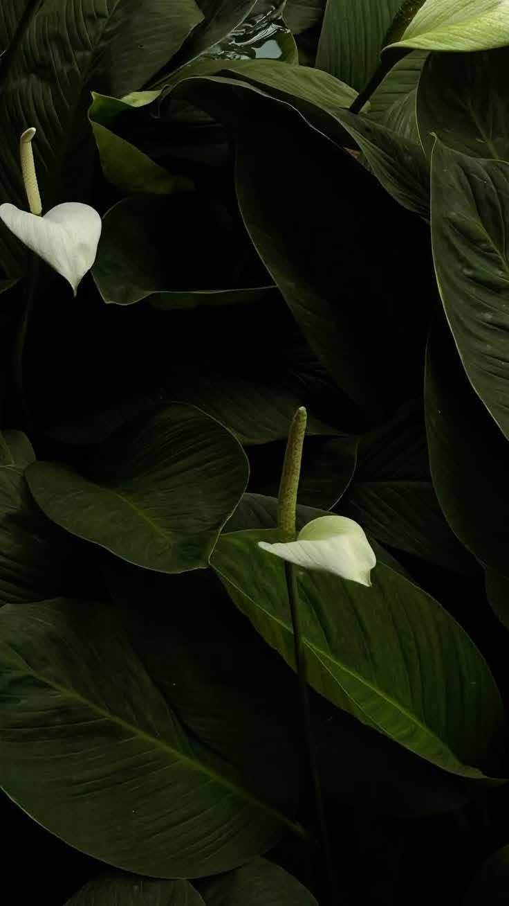 Lush green leaves